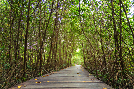 Wood bridge and natural mangrove trees. tunnel. The Laem Phak Bia Environmental Study and Development Project, Petchburi in Thailand.の写真素材