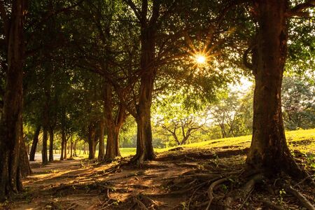 Sun shining through a branch of big tree on a meadow with lens flare in park; sunny spring background.の写真素材