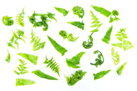 Fresh green baby leaves of Paco Fern isolated on white background.の写真素材