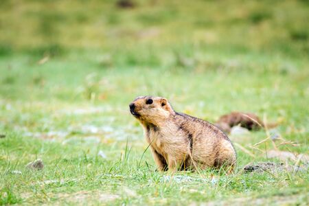 Himalayan Marmot is a mammal living near Tso Moriri lake in Ladakh, India. Marmots are large squirrels live under the ground and hibernate there through the winter.の写真素材