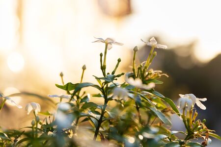 Gardenia flower (Gardenia jasminoides) on tree in sunlight with nature bokeh and copy space....
