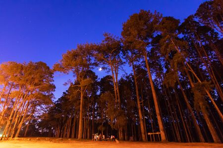 The moon with starry rising over top of a pine forest in early morning with blue sky at Suanson-boekaew in Chiang Mai, Thailand.の写真素材