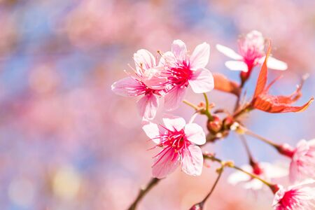 Pink Wild Himalayan cherry flowers (Thailand's sakura or Prunus cerasoides), known as Nang Phaya Sua Khrong in Thai at Phu Lom Lo mountain, Loei, Thailand.の写真素材