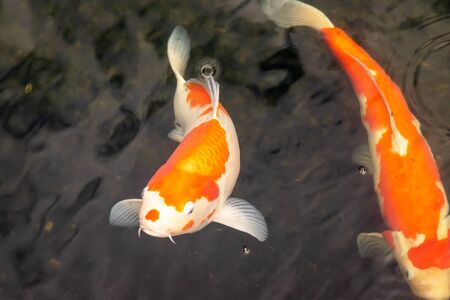 Carps fish or Koi in pond.の写真素材
