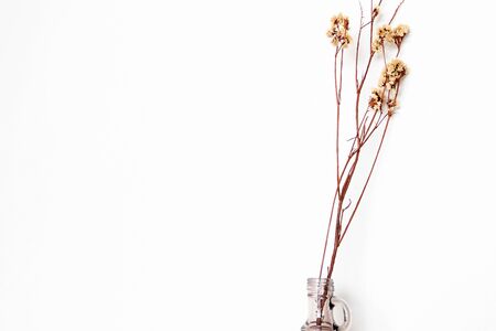 Little daisy flower with nature sunlight at living room on white wall background.の写真素材