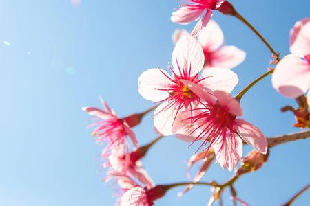 Pink Wild Himalayan cherry flowers on branch with blue sky (Thailand's sakura or Prunus cerasoides), known as Nang Phaya Sua Khrong in Thai at Phu Lom Lo mountain, Loei, Thailand.の写真素材