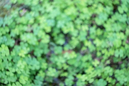 Blurred image for background of swirl bokeh of green bush; nature abstract background.の写真素材