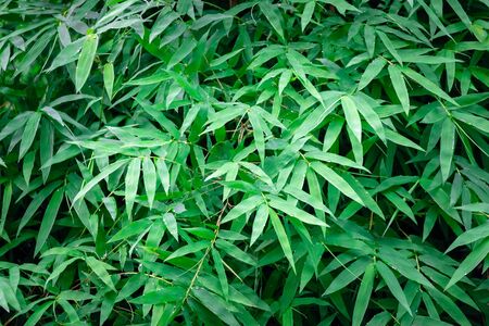 Natural green of bamboo leaves for background.の写真素材