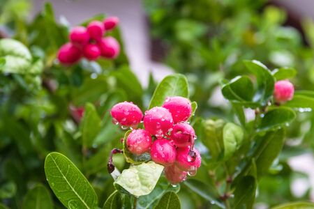Bunch of Carunda or Karonda fruit with green leaves after the rain. High vitamin C and antioxidant fruits. (Bengal Currants, Carissa carandas L., APOCYNACEAE)の写真素材