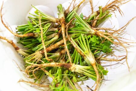 Coriander or Cilantro root; vegetable and herb for Thai food.の写真素材