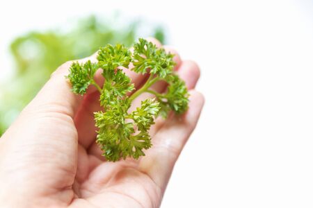 Fresh green parsley on hand with tree nature background.の写真素材