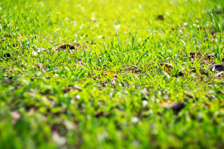 Fresh grass field close up for background.