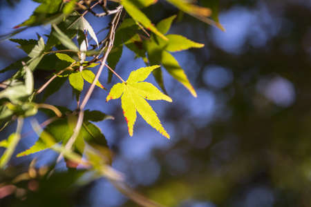 Beautiful autumn leaves in sunlight with bokeh nature on background.の写真素材