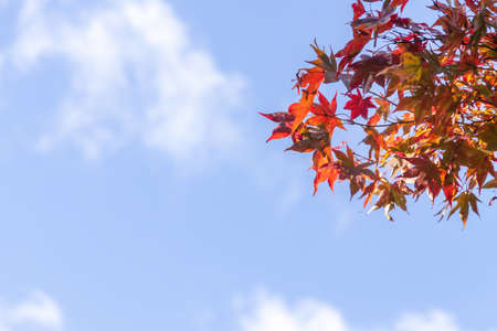 Beautiful autumn leaves with blue sky on background.の写真素材