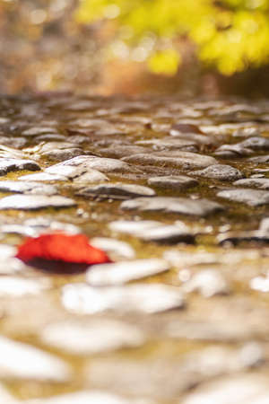 Stone cobbles path with fallen autumn leaves in colorful autumn on background. Abstract background.の写真素材