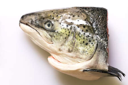 Salmon head isolated on white background.