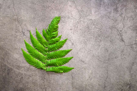 Green tropical fern leaves on grey background with copy space.の写真素材