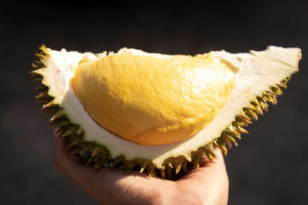 King of fruit; hand holding ripe durian "Mon Thong" isolated on grey background. Durian taste is combination of sweet and creamy all at once.の写真素材