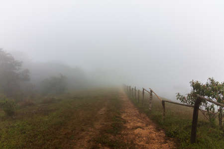 Foggy morning at Phu Chi Fa, Chiang Rai, Thailand
