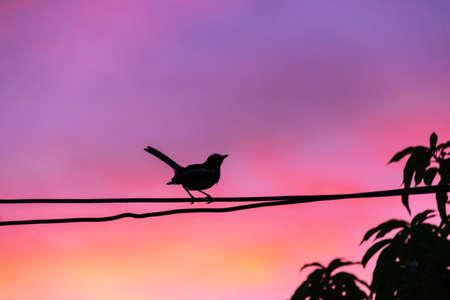 Silhouette bird with beautiful sunset sky on background.の写真素材