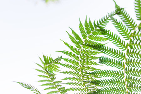 Natural green ostrich fern or shuttlecock fern leaves (Matteuccia struthiopteris) with nature...