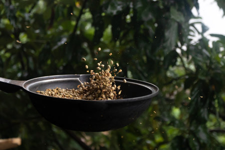 Traditional way roasting coffee beans in pan on charcoal stove by local coffee man. Arabica coffee in northern Thailand.の写真素材