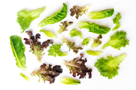 Fresh mix leaves of salad isolated on white background.の写真素材