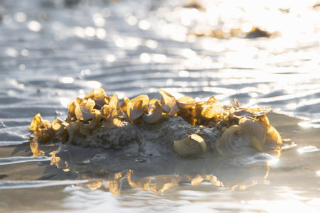 Padina pavonica (Peacock's tail) brown algae in a bush over sand with sunlight during low tide.の写真素材