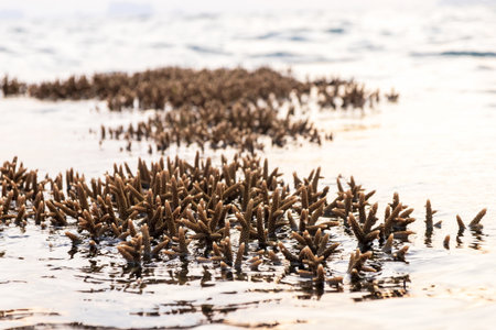 Coral during low tide in the morning with sunrise at Koh Kradan in Trang, Thailand.の写真素材