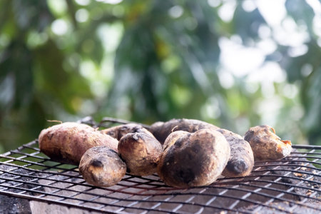 Sweet potatoes grilling on charcoal oven with green nature bokeh on background.の写真素材