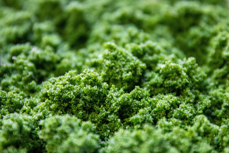 Wolffia globosa is the nutrient-rich plant-based source of protein and omega3 and vital minerals like zinc, calcium, iron, B12 and so much more.の写真素材