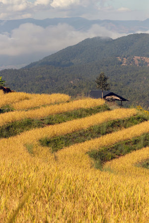 Terraced rice field harvesting time at Pa Pong Pieng, Mae Chaem, Chiang Mai, Thailand.の写真素材