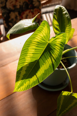 Alocasia Melo is a stunning tropical plant with velvety, heart-shaped leaves that are marked with bright yellow veins.の写真素材