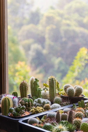 A variety of cacti and succulents in pots on a windowsill with a blurred view of trees and mountains...