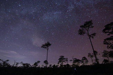 A beautiful night sky full of stars with tall pine trees in the foreground.