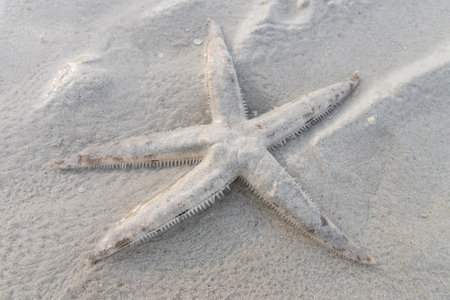 Starfish on the beach during low tide at Koh Kradan in Trang, Thailand.の写真素材