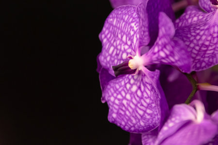 Vanda coerulea, commonly known as blue orchid, blue vanda or autumn lady's tresses isolated on black background.の写真素材