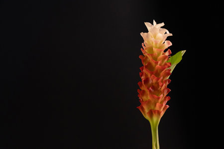 Blooming Siam Tulip flower isolated on black background.の写真素材