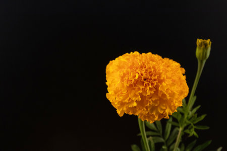 Tagetes erecta, the Aztec marigold, Mexican marigold isolated on black background.の写真素材