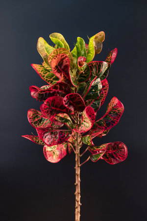 Leaves of Codiaeum Variegatum or Petra Croton tropical plant isolated on black background.