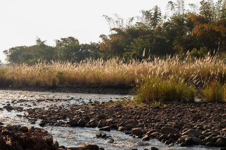 A tranquil landscape featuring a lush riverbank adorned with tall grasses and rocky shores under soft sunlightの写真素材