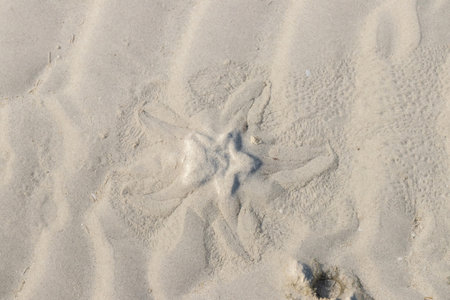An intricate sand pattern on a beach, showcasing natural beauty and calm seaside atmosphere ideal...