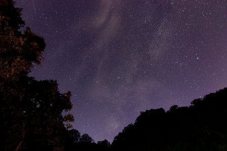 A stunning night sky filled with stars, framed by dark silhouettes of trees, showcasing the beauty...