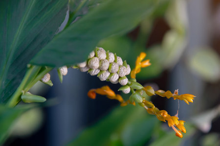 Globba Schomburgkii (Dancing Girl Ginger flower) is a plant in the Ginger family.の写真素材