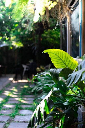 The lush green leaves of a tropical plant create a relaxing and inviting atmosphere.の写真素材