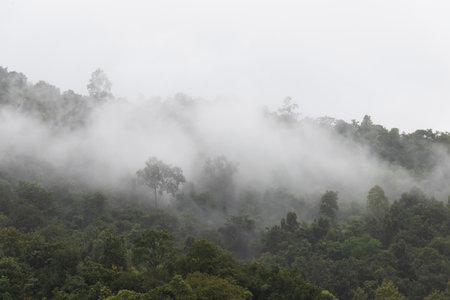 The mountain is shrouded in mist, and the trees are looming in the fog.の写真素材