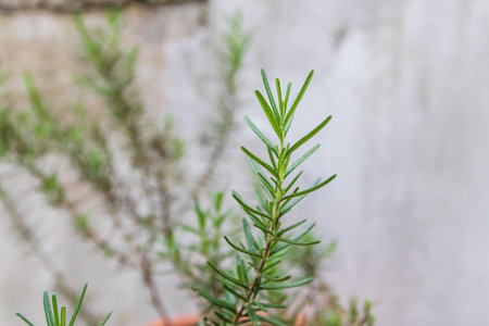 Rosemary is a perennial herb with fragrant, needle-like leaves. It is native to the Mediterranean region and is commonly used in cooking. Rosemary can be grown in a variety of climates and is relatively easy to care for.の写真素材