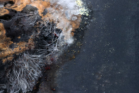 Close-up a vivid and intricate fungal colony growing on a decaying surface. A variety of mold species; white cotton-like mycelium strands to dark, spore-laden patches and rusty orange growths.の写真素材