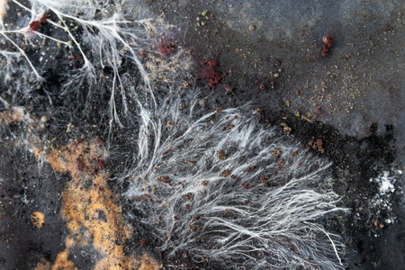 Close-up a vivid and intricate fungal colony growing on a decaying surface. A variety of mold species; white cotton-like mycelium strands to dark, spore-laden patches and rusty orange growths.の写真素材