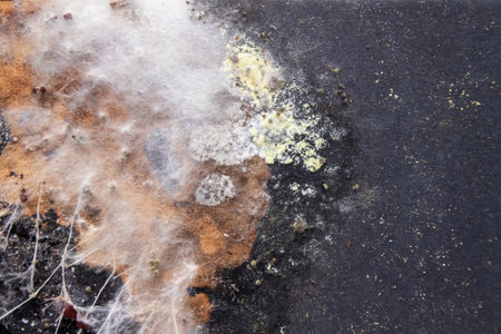Close-up a vivid and intricate fungal colony growing on a decaying surface. A variety of mold species; white cotton-like mycelium strands to dark, spore-laden patches and rusty orange growths.の写真素材